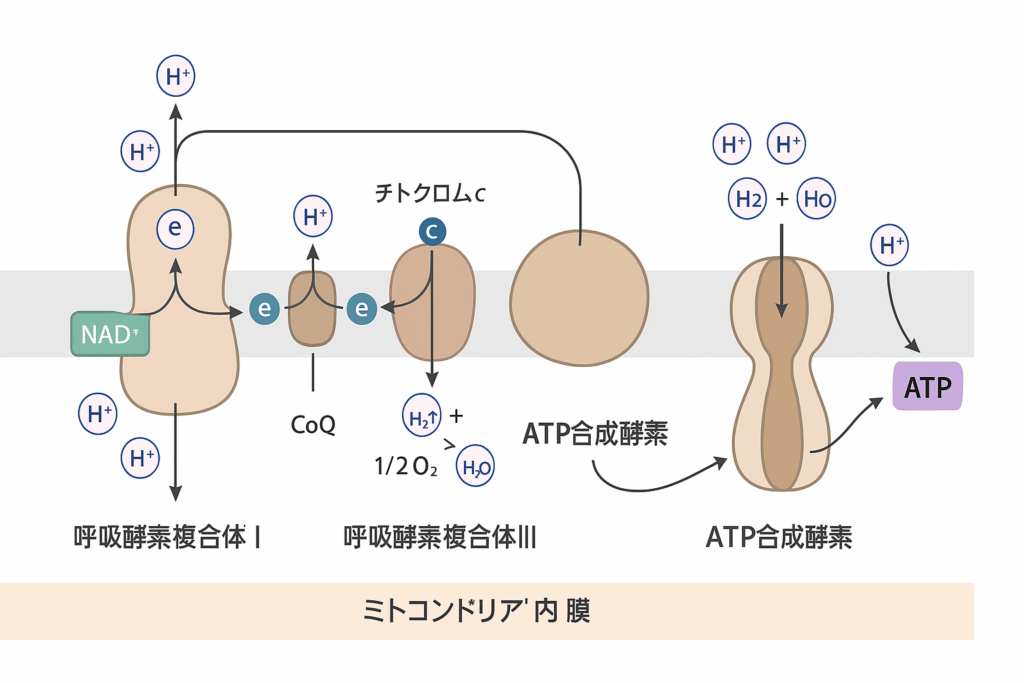 アポトーシス誘導のイラスト