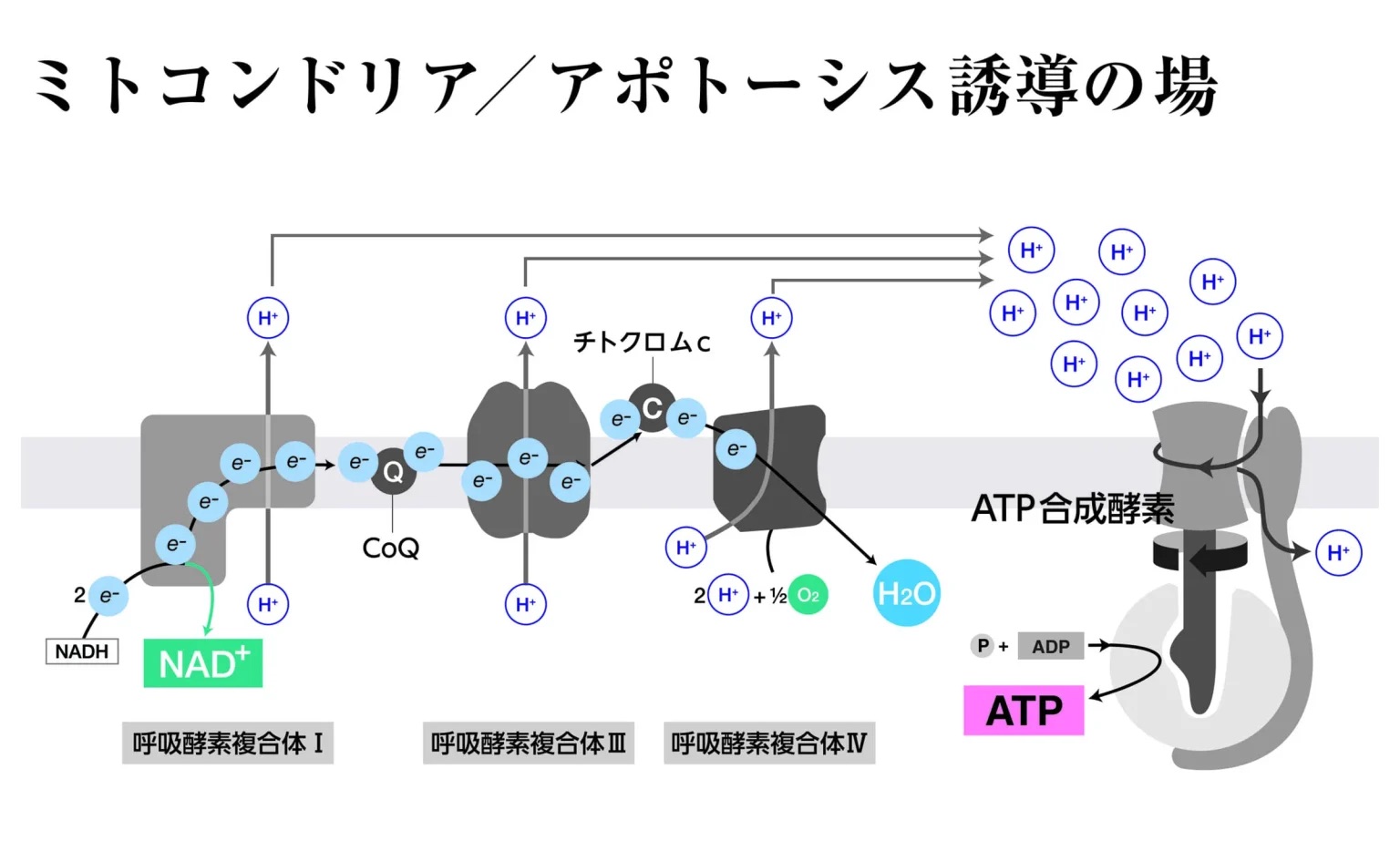 ミトコンドリア誘導のイラスト