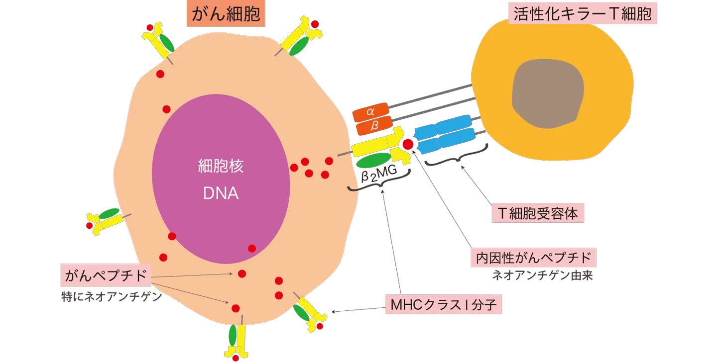 内因性ペプチド誘導の医学イラスト